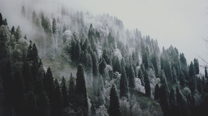 Landscape Winter Snow Forest Trees December Month Mist Film Grain Photography Nature Cold 5184x3456 Wallpaper