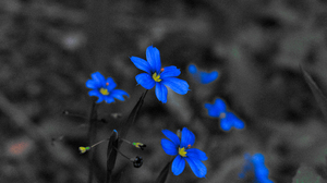 Blue Flowers Nature Flowers Blue Selective Coloring Macro Blurry Background Blurred Petals Minimalis 6000x3375 Wallpaper