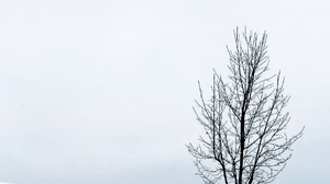 Nature Snow Cellphone Trees Vertical Winter 1242x2688 Wallpaper