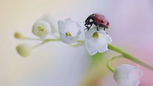 Flower Insect Lily Of The Valley Macro White Flower 2000x1333 Wallpaper