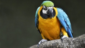 Bird Blue And Yellow Macaw Macaw Wildlife 2048x1355 Wallpaper