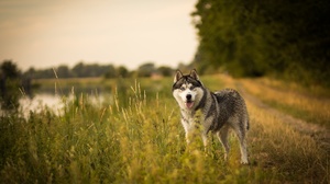 Depth Of Field Dog Pet Siberian Husky 2500x1667 Wallpaper