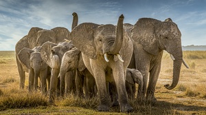 Baby Animal Elephant Wildlife 3840x2160 Wallpaper