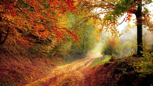 Fallen Leaves Red Path Trees Leaves Nature 3937x2301 Wallpaper