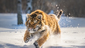 Wildlife Big Cat Predator Animal Winter Snow 2500x1667 Wallpaper