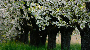Tree White Flower Grass Spring 2047x1365 Wallpaper