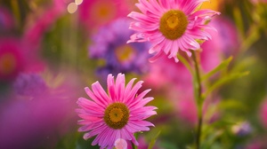 Pink Flower Blur 5000x4000 Wallpaper