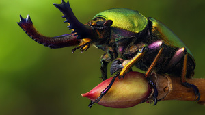 Macro Beetle Insect Depth Of Field Nature Branch 3840x2560 Wallpaper