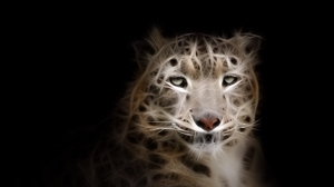 Animal Snow Leopard 2560x1600 Wallpaper