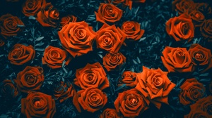 Red Rose 5120x2880 Wallpaper