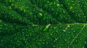 Dew Leaf Plant 2560x1440 Wallpaper