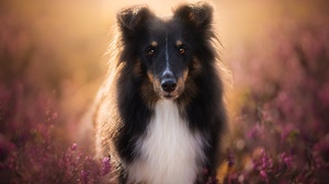 Dog Flower Pet Shetland Sheepdog Stare 2048x1366 Wallpaper
