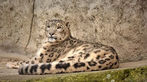 Big Cat Snow Leopard Predator Animal 1920x1080 Wallpaper