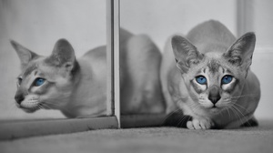 Cat Pet Reflection Selective Color 4000x2356 Wallpaper