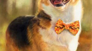 Corgi Smile Dog Animals 1086x1620 Wallpaper