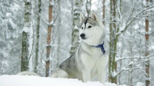 Dog Husky Winter 2560x1600 Wallpaper