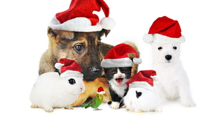 Christmas Dog Kitten Puppy Rabbit Santa Hat 1920x1200 wallpaper