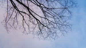 Branch Clear Sky Sky Minimalism 6000x4000 Wallpaper