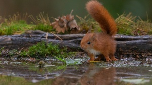 Reflection Rodent Wildlife 2000x1333 Wallpaper