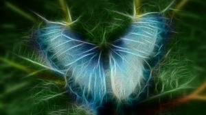 Colors Butterfly 1920x1080 Wallpaper