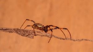 Close Up Arachnid 1920x1279 Wallpaper