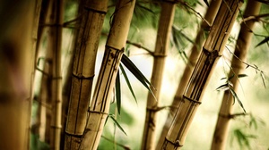 Earth Bamboo 2500x1407 Wallpaper