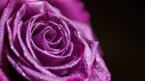 Rose Purple Flowers Macro Water Drops 2918x1945 Wallpaper