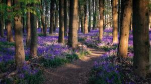 England Forest Flowers Bluebells Nature Trees 5389x2965 Wallpaper