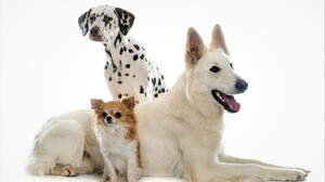 Animal Chihuahua Cute Dalmatian Dog German Shepherd Pet White 5000x3354 Wallpaper