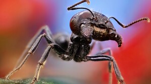Ants Macro Insect Animals 1920x1200 wallpaper