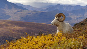 Animal Goat Landscape Mountain 1920x1080 Wallpaper