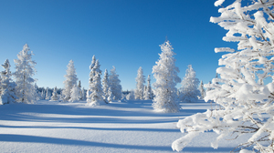 Canada Snow Tree 3000x2000 wallpaper