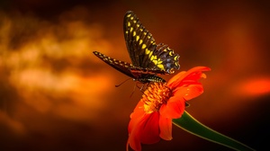 Butterfly Insect Macro 2600x1600 wallpaper