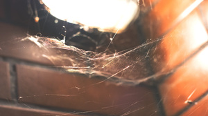 Spiderwebs Nature Macro Light Bulb 5470x3645 Wallpaper