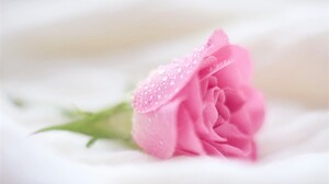 Dew Earth Flower Pink Flower Pink Rose Rose Water Drop 2000x1333 Wallpaper