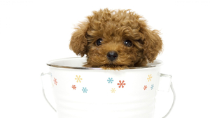 Animal Cute Dog Poodle Puppy Tea Cup 1920x1200 Wallpaper