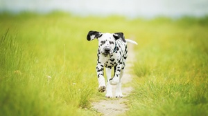 Baby Animal Dalmatian Depth Of Field Dog Grass Path Pet Puppy 4000x2667 Wallpaper