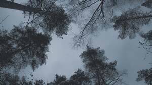 Russia Sky Pine Trees 1280x853 Wallpaper