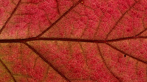 Red Close Up Nature Leaf 6000x4000 Wallpaper