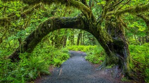 Olympic National Park USA Washington Nature Forest Trees Moss Plants Path 3840x2160 Wallpaper