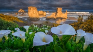 Bandon Beach Ocean Seascape Shore Oregon Cloud Calla Lily White Flower Horizon 1872x911 wallpaper