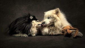 Cute Dog Friend Kiss Love 4139x2763 Wallpaper