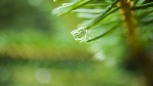 Nature Pine Trees Bokeh Water Drops Green Macro Plants Photography Depth Of Field Blurry Background  6000x3376 wallpaper