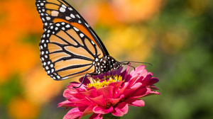 Monarch Butterfly Insect Macro 4096x2731 Wallpaper