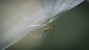 Macro Arachnid Spider Web 2048x1312 Wallpaper