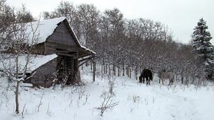 Unforgiven Movies Movies Film Stills Snow Horse Barn Winter Trees Western Animals 1920x1080 Wallpaper