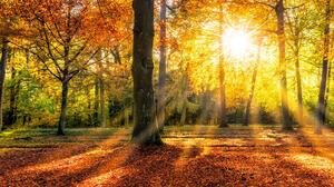 Fall Forest Nature Sunlight 2560x1600 Wallpaper