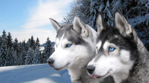 Animal Dog Husky Siberian Winter 1600x900 Wallpaper