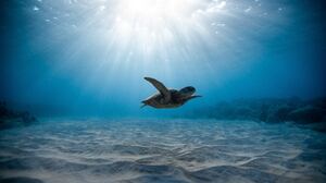 Sea Life Sunbeam Turtle Underwater 7952x5304 Wallpaper