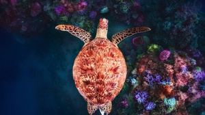 Coral Turtle Underwater Wildlife 2880x1900 Wallpaper